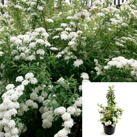 Spiraea Reevesiana 5Gallon Reeves Spiraea Plant Bridal Wreath Live Plant Outdoor Ho7