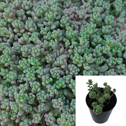 Sedum Compactum Agavaceae Succulent Drought Tolerant 4Inches Pot Houseplant Succulent Drought Tolerant Live Plant Ht7 Best