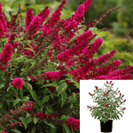 Buddleia Davidii Royal Red 5Gallon Red Plant Butterfly Bushdark Red Plant Buddleia Davidii Royal Red Shrub Ht7