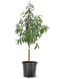 Indian Blood Cling Peach Yrig 5 Gallon Plant Indian Blood Peach Plant Prunus Persica Indian Blood Cling Plant Outdoor Dw7Ht