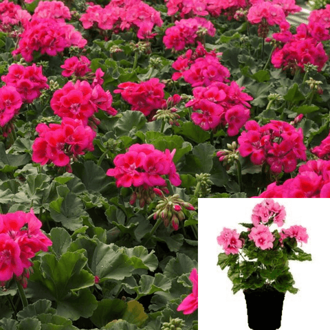 Geranium Regal Pink Plant 1Gallon Pelargonium X Hortorum Pink Plant Flower Live Plant Ht7 Best