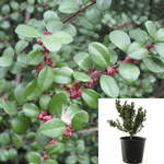 Myrsine Africana 1Gallon Myrsine Africana Cape Myrtle African Boxwood Live Plant Fr7