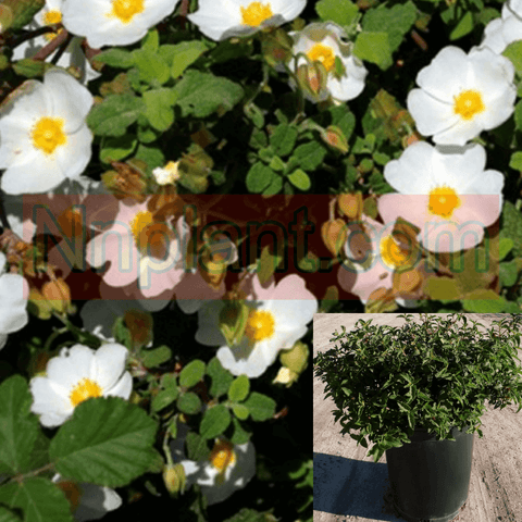 Boysenberry Thornless 2Gallon White Rubus Ursinus Idaeus Plant Thornless Boysenberry Live Plant Outdoor Fr7