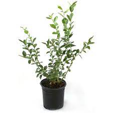 Blueberry Top Hat 2 Gallon Plant Vaccinium Angustifolium Highbush Outdoor Fruit Tree Live Plant F
