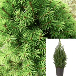 Picea Conica Plant Glauca Dwarf Alberta Spruce 5 Gallon Live Plant Outdoor Tree Gr7