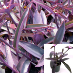 Tradescantia Pallida Purple Heart Moses Wandering Jew 4Inches Pot Live Plant Gro Ht7 Best