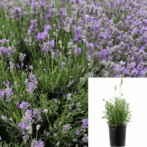 Lavandula Grosso Plant Fat Lavender Blue 5Gallon Lavender Grosso Lavandin Grosso Fat Live Plant