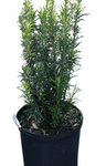 Cephalotaxus Harringtonia Fastigiata 5Gallon Japanese Plum Yjew Jew Outdoor Live Plant Ho7