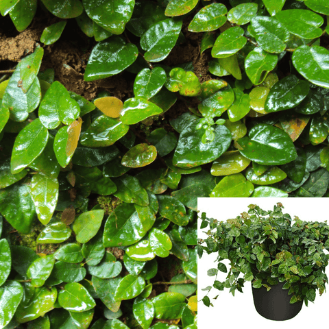 Fig Repens Fig 6Inches Pot Creeping Fig Wall Cover Plant Round Green Leaves Indoor Outdoor Plant Houses Air Purifying Sh