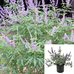 Vitex Agnus Castus Plant Lilac Chaste Tree Plant Chaste Berry Plant Monks Pepper Tree 1Gallon Outdoor Live Plant Ho7