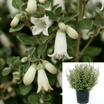 Correa Dusky Bells 1Gallon White Native Fuchsia White Flower Live Plant Outdoor Gr7Ht7 Best