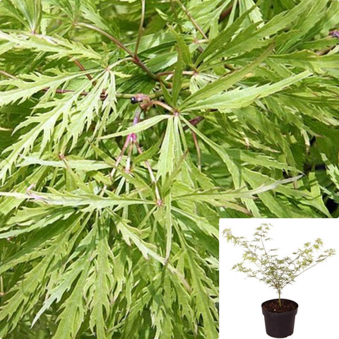 Acer Palmatum Dissectum Viridis 1Gallon Plant Japanese Maple Plant Weeping Green Japanese Maple Tree Live Plant Gg7
