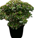 Crassula Ovata Sunset Plant 1 Gallon Golden Jade Tree Succulent Drought Tolerant Live Plant Onsale Ht7 Best