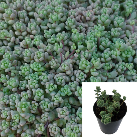 Sedum Dasyphyllum Agavaceae Succulent Drought Tolerant 4Inches Pot Houseplant Succulent Drought ht7