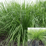 Mat Rush Lomandra 1Gallon Longifolia Nyalla Grass Ennial Galfer Lomandra Nyalla Live Plant Ht7