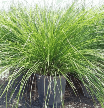 Mat Rush Lomandra 1Gallon Longifolia Nyalla Grass Ennial Galfer Lomandra Nyalla Live Plant Ht7