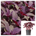 Amaranth Red Plant 1 Gallon Amaranthus Cruentus Vegges Live Plant Ready In 2 Months 