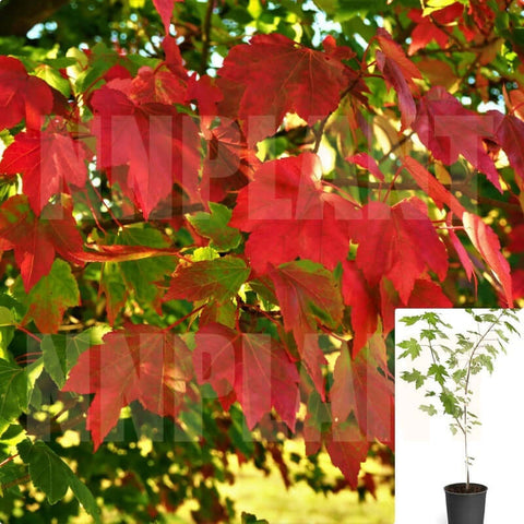 Acer Rubrum October Glory 5Gallon Pot October Glory Red Maple Plant Tree Outdoor Live Plant Ho7