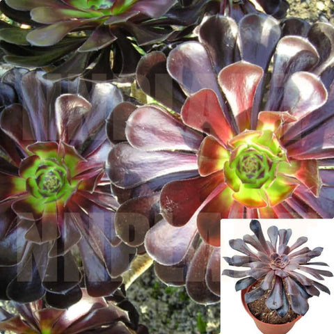 Aeonium Black Rose Moyal Purple Plant Aeonium purple Arboreum succulent rose tree rare Live Plant Ht7 Best 4Inches