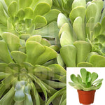 Aeonium Green Bay Agavaceae Succulent Drought Tolerant 4Inches Pot Houseplants Succulent Drought TolerantLive Ht7 Best