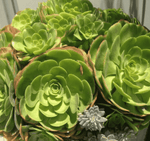 3 Cuttings Aeonium urbicum Salad Bowl Saucer Succulent Plant Not Rooted