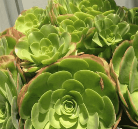 3Cuttings Aeonium urbicum Salad Bowl Saucer Succulent Plant Not Rooted