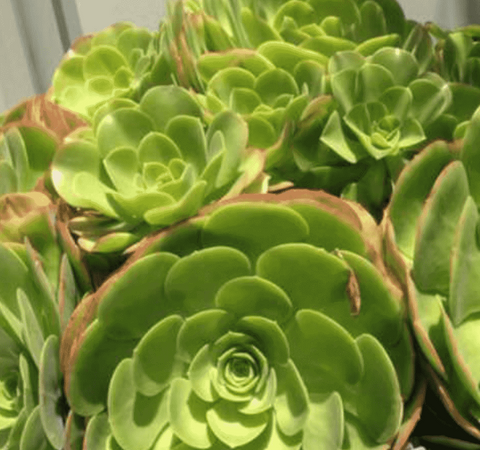 3 Cuttings Aeonium urbicum Salad Bowl Saucer Succulent Plant Not Rooted