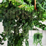 Lipstick Plant 10 Inches Pot Aeschynanthus Radican Plant Lipstick Vine Plant Hanging Foliage Pre Order Ship Within 2 Wee