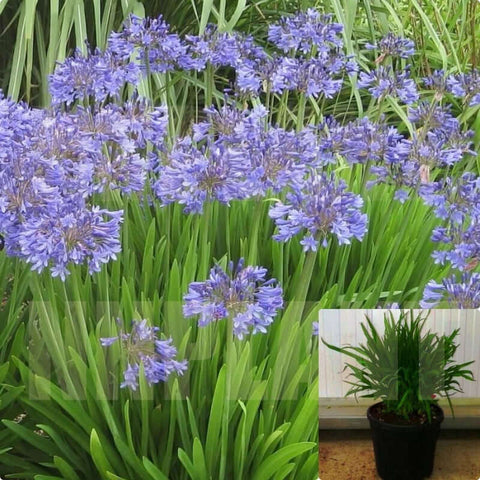 Agapanthus Africanus Peter Pan Plant Dwarf Blue Lily 1Gallon Plant Dwarf Blue Agapanthus Africanus Live Fr7