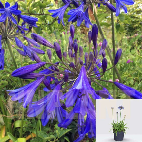 Agapanthus Africanus Plant Storm Cloud 5Gallon Lily Of Nile Plant Flower Live Plant Ho7