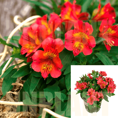 Alstroemeria Col Kate Red 1Gallon Peruvian Lily Princess Kate Plant Flower Live Plant Ho7Gr7A