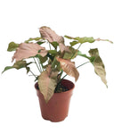 Arrowhead Pink Plant 6Inches Pot Strawberry Vine Syngonium Podophyllum Plant Butterfly Allusion Ht7 Best