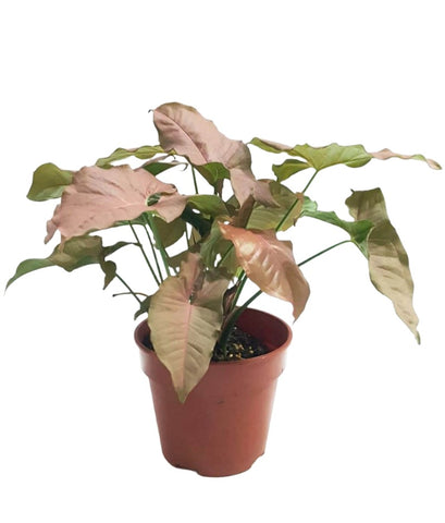 Arrowhead Pink Plant 6Inches Pot Strawberry Vine Syngonium Podophyllum Plant Butterfly Allusion Ht7 Best
