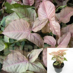 Arrowhead Pink Plant 4Inches Pot Strawberry Vine Syngonium Podophyllum Plant Butterfly Allusion Pink Plant ht7 best