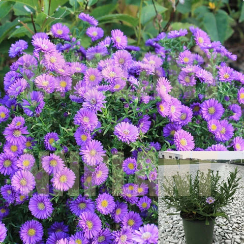 Aster Kickin Purple 1Gallon Purple Flower Ground Covering Aster Compact Live Plant Outdoor Mr7Ht7