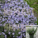 Aster Kickin Lavender 1Gallon Aster Compact Mr7Gr7 Aster Kickin Lilac Blue Herbaceous Perennial Live Plant