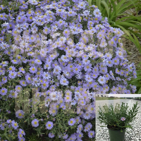 Aster Kicking Lavender 1Quart Aster Compact Live Purple Flower Plant Outdoor Mr7 Ht7