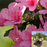 Azalea Kurume Sherwood Pink 3Gallon Pot Sherwood Red Kurume Hybrid Azalea Ht7