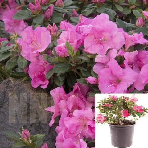 Azalea Mistral 3Gallon Pot Monrovia Pink Mistral Azalea Plant Shrub Outdoor + Live Plant Ho7