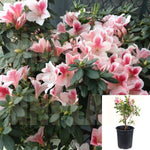 Azalea Pink Lace 3Gallon Pot Rhododendron Pink Lace Greenwood Hybrid Azalea Plant Shrub Outdoor + Live Plant Ho7