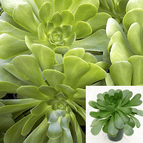 Aeonium Urbicum Plant 1Gallon Pot Salad Bowl Plant Succulent Drought Tolerant Live Plant Onsale Ht7 Best