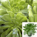 Aeonium Cuneatum Agavaceae Succulent Drought Tolerant 4Inches Pot Houseplant Succulent Drought Tolerant Live Plant Ht7 Best