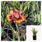 Iris Pacific Coast Burgundy Gold 1Gallon Plant Californian Irises Plant Flower Plant Ho7