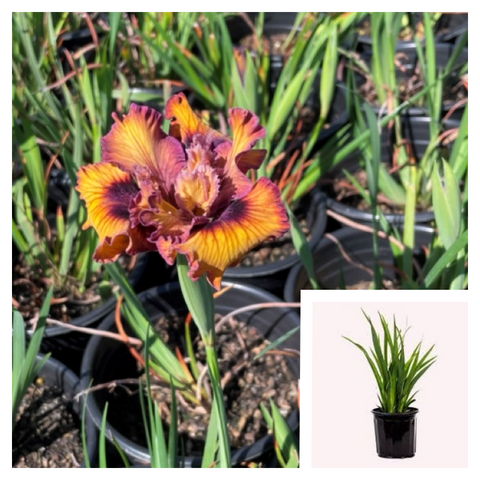 Iris Pacific Coast Burgundy Gold 1 Gallon Plant Californian Irises Flower Ho7