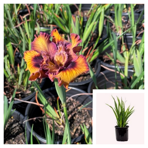 Iris Pacific Coast Burgundy Gold 1Gallon Plant Californian Irises Plant Flower Plant Ho7