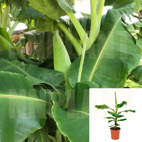 Bananas Fruit Tree Banana 2 Gallon 2 2.5Ft Tall Plant Musa Live Plant Ht7