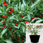 Pepper Chili Thai Hot Plant Bird S Eye Chili 1 Gallon A Live Plant Ht7