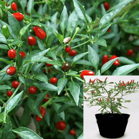Pepper Chili Thai Hot Plant Bird S Eye Chili 1Gallon A Live Plant Ht7 Best
