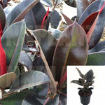 Black Ficus Elastica Burgundy Rubber 1Gallon Indoor Houses Air Purifying Shrub Ht7