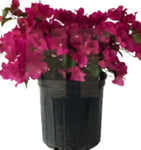 Boug Elizabeth Angus Shrub 5 Gallon Purple Bougainvillea Plant Pink Flower